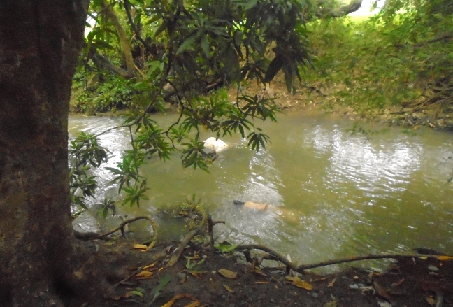 Reynaldo de Guzman on creek