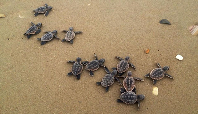 Group of turtles