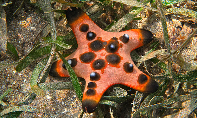Chocolate chip starfish 