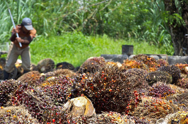 Farmer with palm fruits