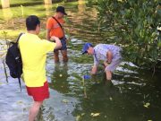 Mangrove planting Boracay