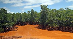orange stained mangrove area Carrascal