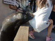 Sea Lion grabs girl dress