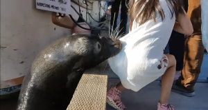 Sea Lion grabs girl dress