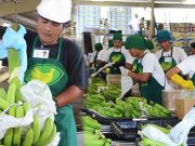 Tadeco banana processing