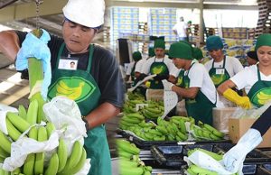 Tadeco banana processing