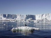 File photo shows an Adelie penguin standing atop a block of melting ice near the French station at Dumont dÃ­Urville in East Antarctica