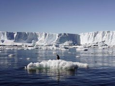 Antarctica turns greener as climate changes: study File photo shows an Adelie penguin standing atop a block of melting ice near the French station at Dumont dÃUrville in East Antarctica