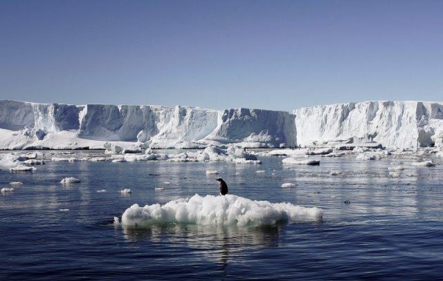 File photo shows an Adelie penguin standing atop a block of melting ice near the French station at Dumont dÃ­Urville in East Antarctica