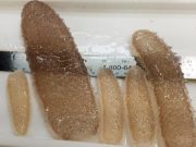 ‘Jelly’ creatures invade US Pacific Coast, confounding scientists, fishermen