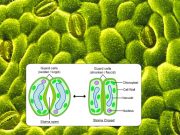 stomata and chloroblasts