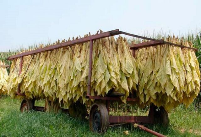 Tobacco post-harvest drying