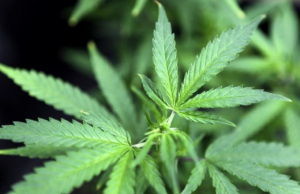 Marijuana plant