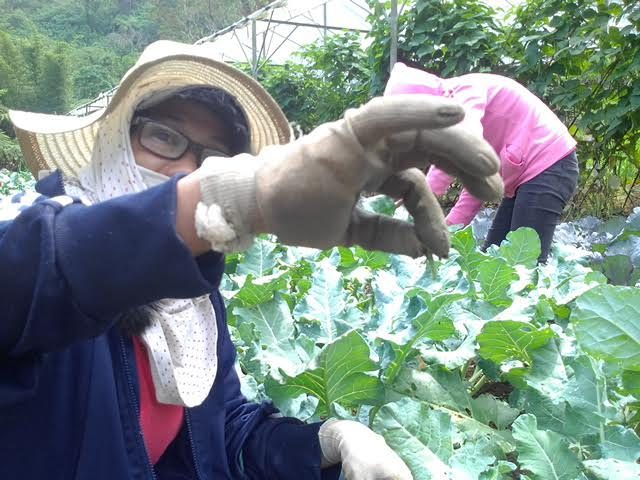 Organic vegetable farming Benguet