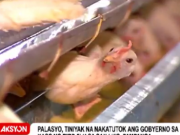 Culling of poultry animals begins in bird flu-hit Pampanga
