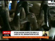 WATCH | DOH eyeing at least seven possible human cases of avian flu seven possible cases bird flu