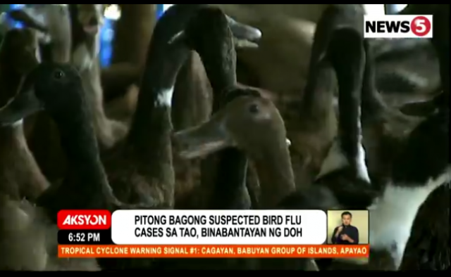 seven possible cases bird flu