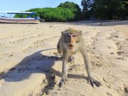 NO MORE MONKEYING AROUND | Indonesia sics cops on marauding simians