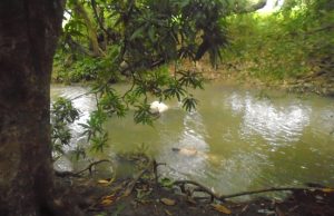 Reynaldo de Guzman on creek