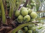 SC voids 4 sections of EO 180 on coco levy disbursements