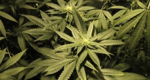 Marijuana plants are seen in an indoor cultivation in Montevideo