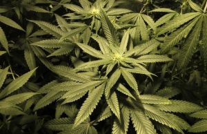 Marijuana plants are seen in an indoor cultivation in Montevideo