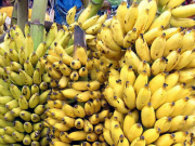 Banana industry warns regulation of grower contracts could affect employment