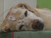WATCH | Dogs learn while they sleep, study says