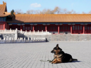 A dog’s life: In Beijing’s Forbidden City, no holiday for canine patrol