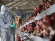 China reports first human case of H7N4 bird flu