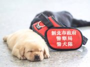 These cute K9 members may be adorable but they have a serious job Taiwan K9 puppies