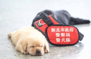 Taiwan K9 puppies