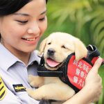 Taiwan K9 puppies