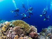 Countries pledge to raise $12 billion to fund coral reef protection