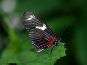 Why do we believe that butterflies are the souls of dead relatives?