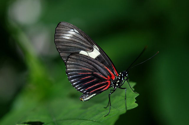 Why Do We Believe That Butterflies Are The Souls Of Dead Relatives 