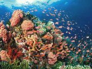 Corals from Philippines found illegally sold in US gift shop