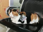 Purr-ocracy! The Cebu cat that’s also a city government ’employee’