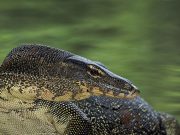 Big lizard caught inside university campus