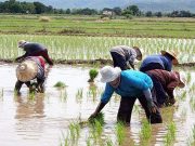 How technology is innovating agriculture in the Philippines