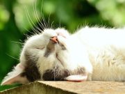 Purrfect pet – cat honored for helping sick owner
