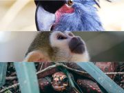 Rizal’s Avilon Zoo is asking for help to find stolen endangered animals