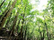 Fight climate change by granting indigenous rights to forests