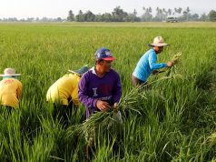 Farmers remove weeds growing alongside with ride stalks at a ricefield in Naujan, Oriental Mindoro