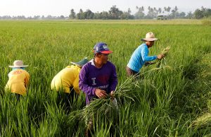 Farmers remove weeds growing alongside with ride stalks at a ricefield in Naujan, Oriental Mindoro