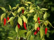 Inflation 2018: A look at the very, very, very expensive red chili
