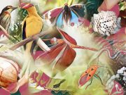 How city wildlife has found a new niche on social media