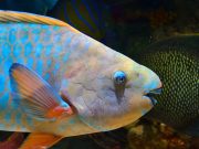 Filipinos are buying parrotfish, but it’s awful for everyone Parrot fish