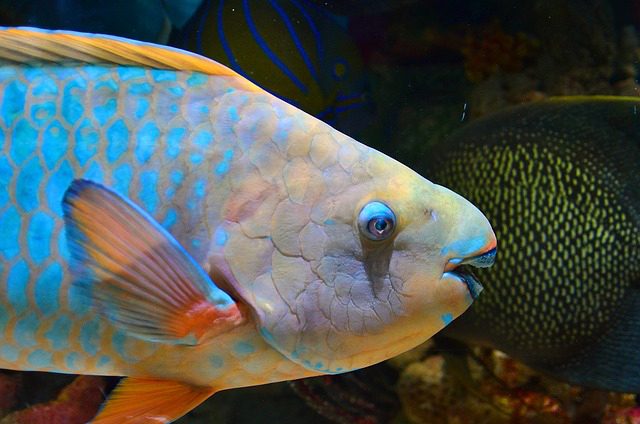 Filipinos are buying parrotfish, but it's awful for everyone