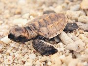 How collaboration of 40 Filipino artists gave life to a baby pawikan Pawikan in land